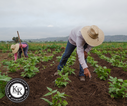 farmer in field